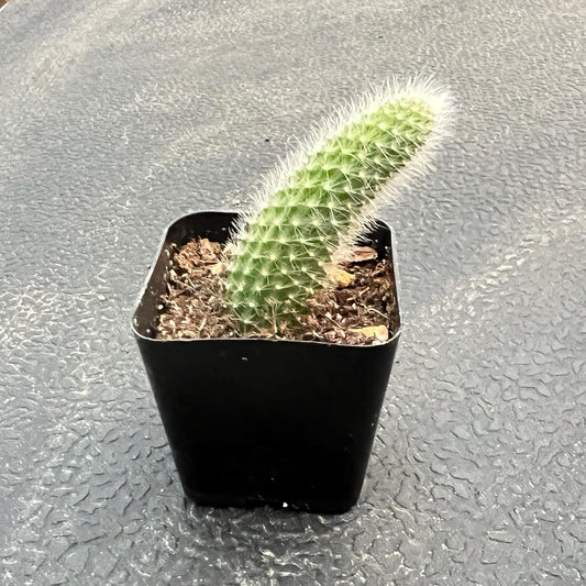 Rare Cactus Plants, 2" Monkey Tail Cactus, Live Succulent Cacti Plants Fully Rooted in Grower Pots