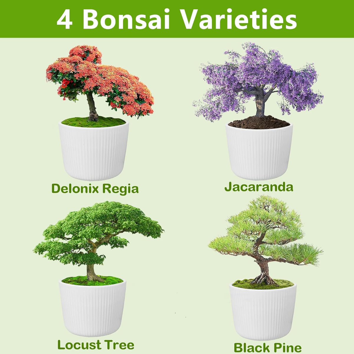 Bonsai Tree Kit, Bonsai Starter Kit with Seeds Tools & Planters, Tree Live Plants Indoor, Gardening