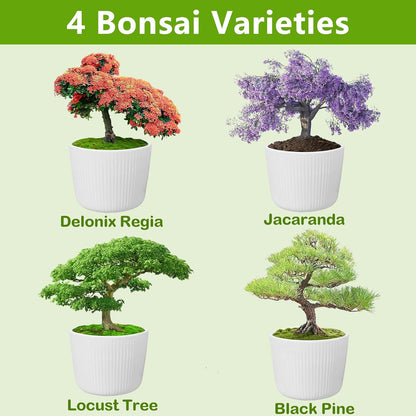 Bonsai Tree Kit, Bonsai Starter Kit with Seeds Tools & Planters, Tree Live Plants Indoor, Gardening
