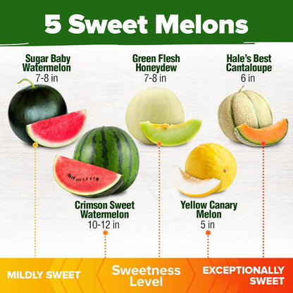 HOME GROWN 𝗨𝗦𝗔 𝗣𝗥𝗘𝗠𝗜𝗨𝗠 Melon Seeds Variety Pack 5 𝗡𝗢𝗡-𝗚𝗠𝗢 Heirloom Vegetable Seeds