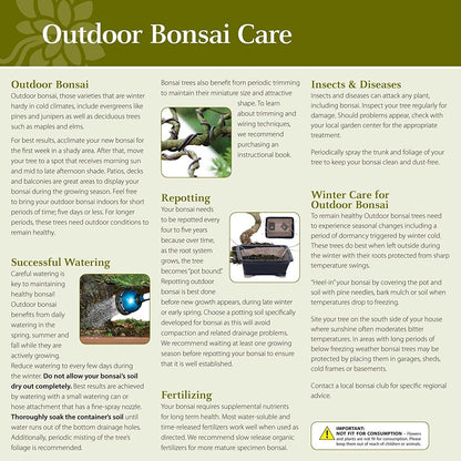 Brussel's Bonsai Live Chinese Elm Bonsai Outdoor Tree Gift Bundle - Small Bonsai Tree - Bonsai Kit