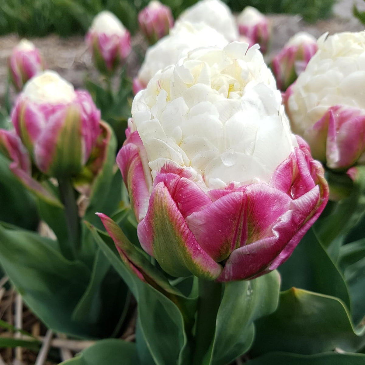 Ice Cream Double Tulip Bulbs – 3 Premium Peony-Style Blooms | White Cream Petals with Pink-Red Base