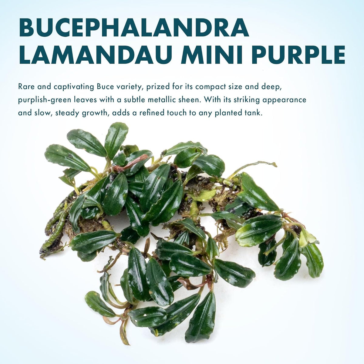 SubstrateSource Bucephalandra Lamandau Mini Purple Live Aquarium Plant - Natural Freshwater Fish