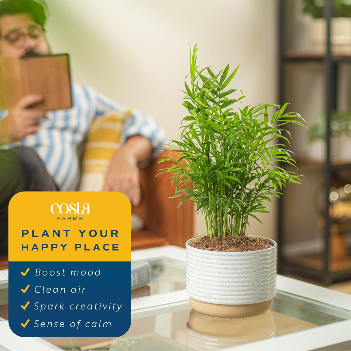 Costa Farms Parlor Palm, Neanthebella Tropical Live Plant, Easy to Grow Palm Houseplant Potted in
