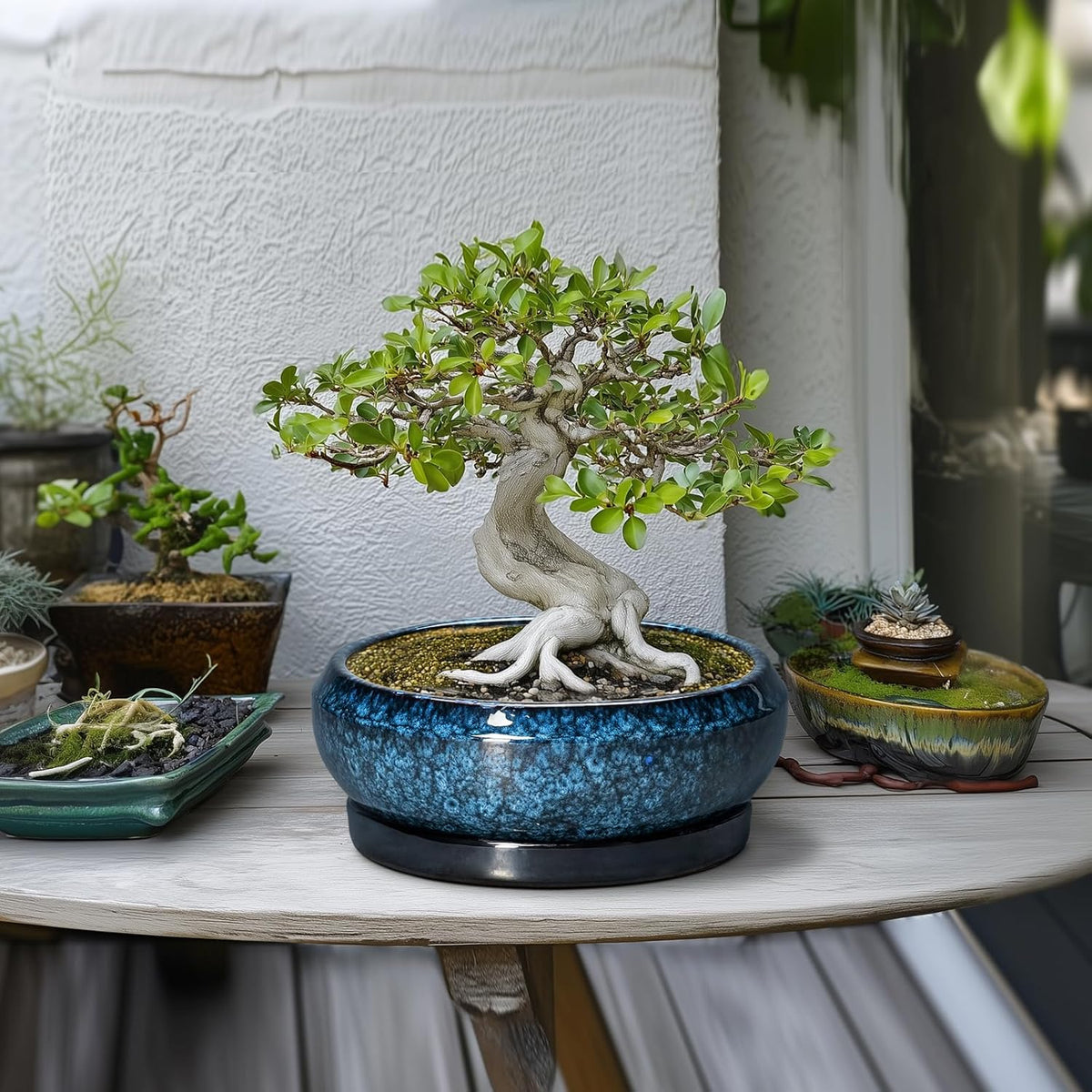 Bonsai Tree Pots 10 Inch - Ceramic Succulent Pot with Drainage Hole and Saucer, Bonsai Pots for