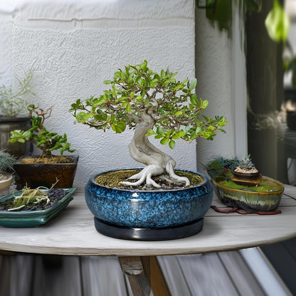 Bonsai Tree Pots 10 Inch - Ceramic Succulent Pot with Drainage Hole and Saucer, Bonsai Pots for