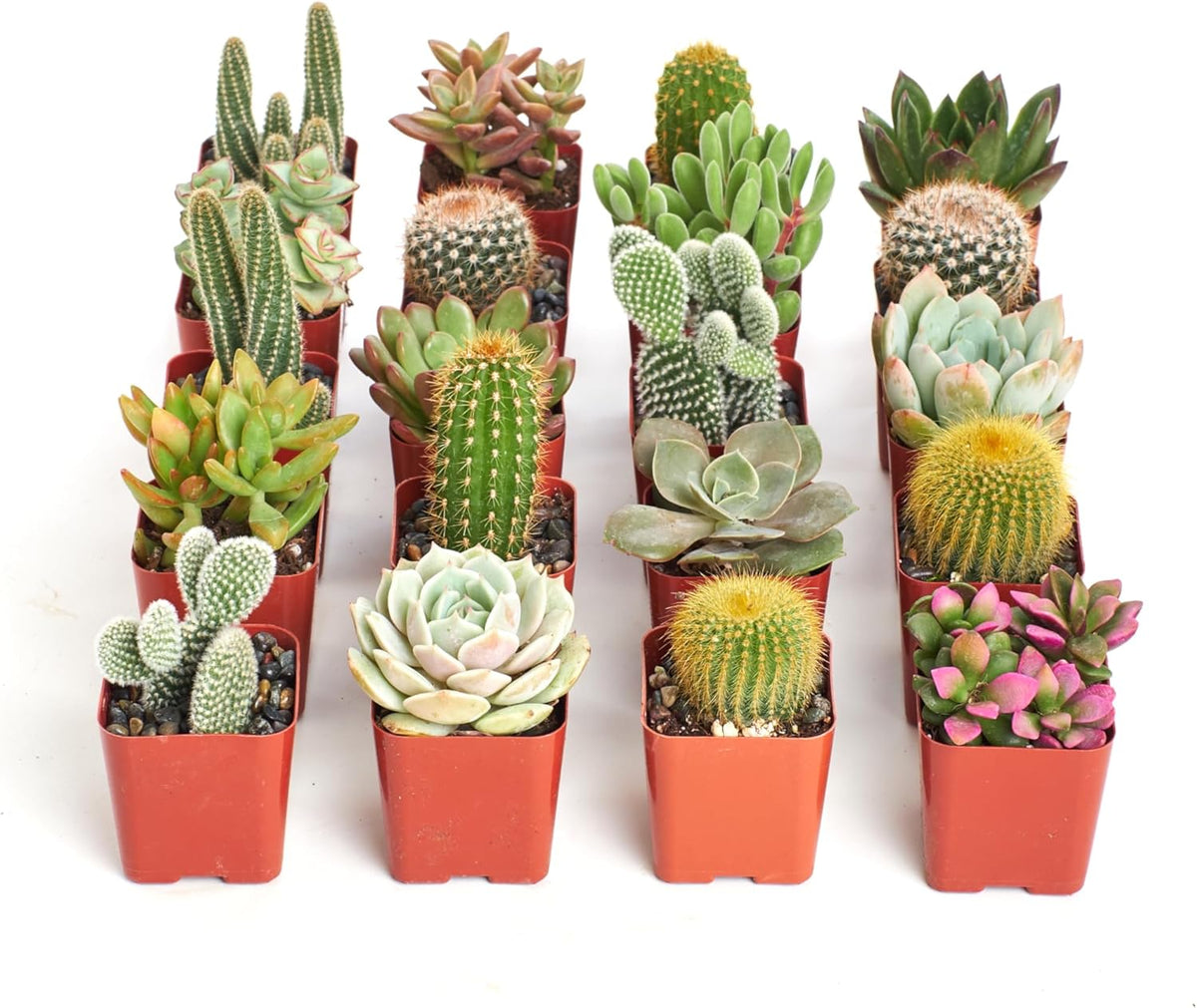 Shop Succulents Premium Live Mini Cactus and Succulent Plants in 2" Pots, Easy Care Indoor or