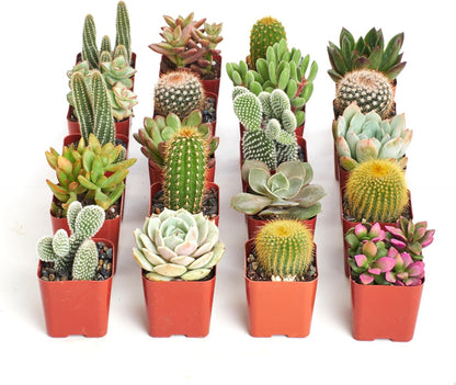 Shop Succulents Premium Live Mini Cactus and Succulent Plants in 2" Pots, Easy Care Indoor or