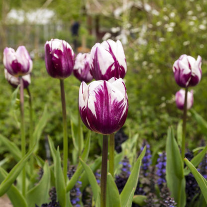 Blueberry Swirl Tulip Flowers - 40 Bulbs and Bonus Gift - Vibrant Purple & White Perennial Blooms |
