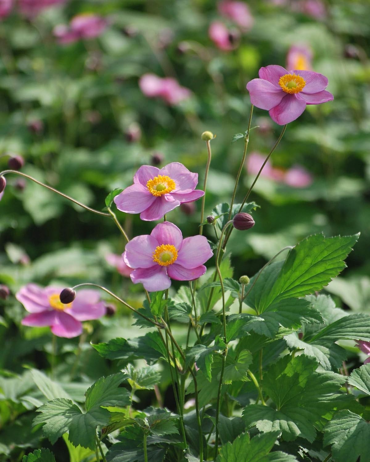 Perennial Farm Anemone Tomentosa 'Robustissima' – Live Windflower Perennial in #1 Container, Soft