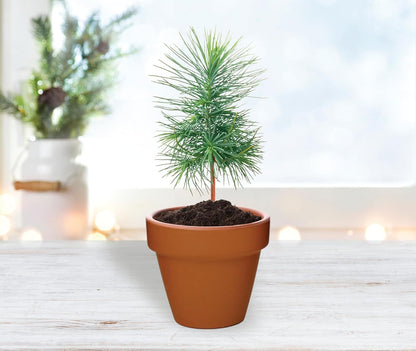 BUZZY Seeds Spruce Terracotta Mini Grow Pots – Indoor Tree Starter Kit Bulk 20-Pack – DIY Planting
