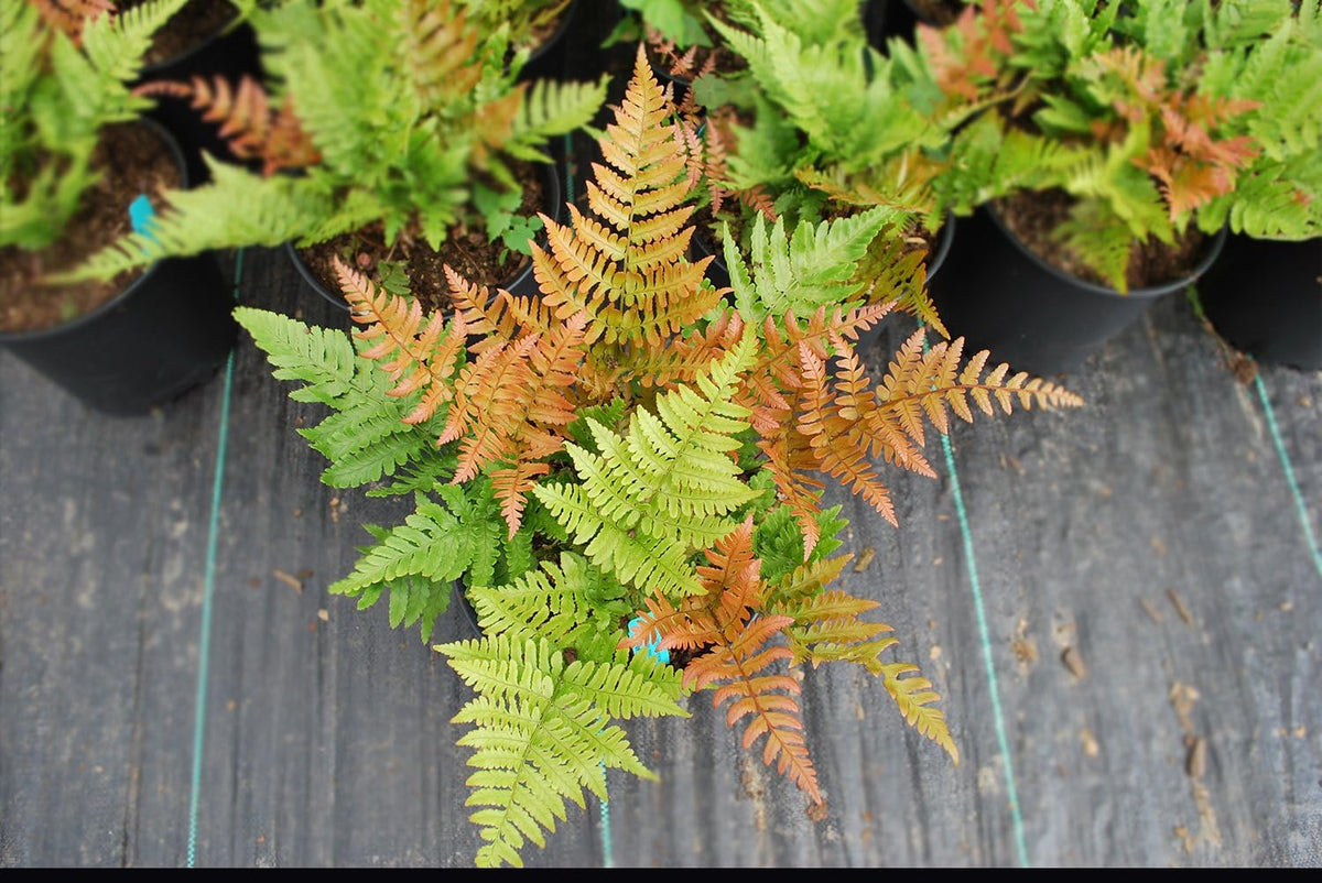 American Plant Exchange Live Autumn Fern – 6-Inch Pot – Hardy Shade-Loving Fern with Copper-Toned