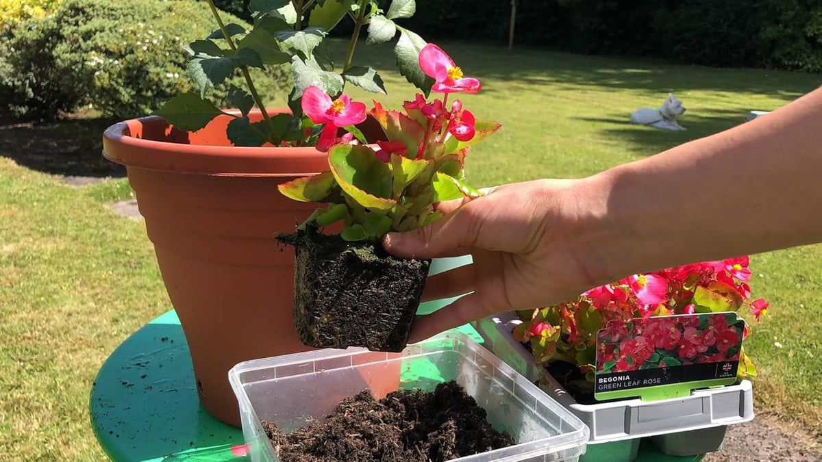 Gardenera Begonia Potting Mix - Unlock Robust Growth and Enchanting Blossoms with Our