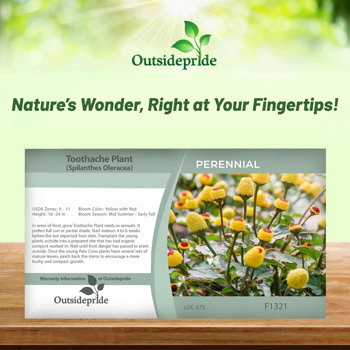 Outsidepride Toothache Plant Seeds - 5000 Pcs. Perennial, Easy to Grow & Pollinator Friendly, Herb