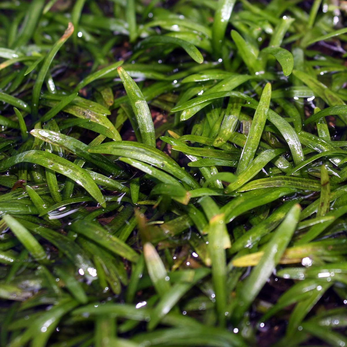 Ultum Nature Systems Sagittaria Subulata Tissue Culture Live Plant for Aquarium, Aquascape