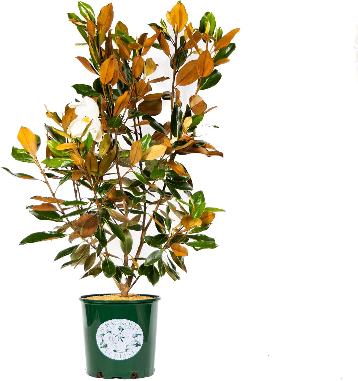 Magnolia Tree Little Gem Variation, Live Plant, Magnolia Flower, 3-4 Feet Tall, Low Maintenance