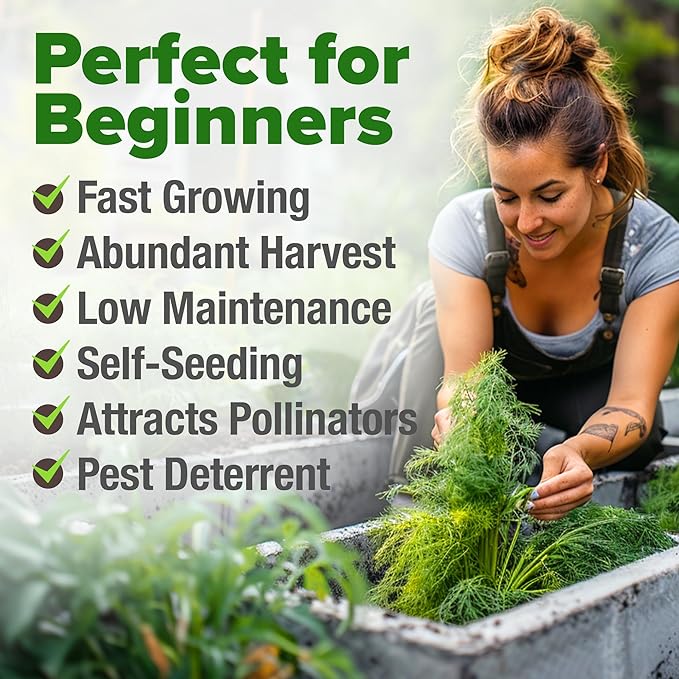 HOME GROWN 𝗨𝗦𝗔 𝗣𝗥𝗘𝗠𝗜𝗨𝗠 Dill Seeds for Planting 1,014 Bouquet Dill Seeds 𝗡𝗢𝗡-𝗚𝗠𝗢 and