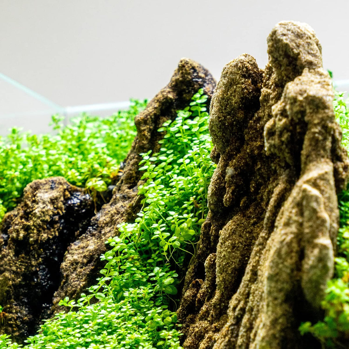 Ultum Nature Systems Dwarf Baby Tears Hemianthus Callitrichoides Cuba Tissue Culture Live Plant for