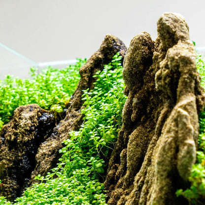 Ultum Nature Systems Dwarf Baby Tears Hemianthus Callitrichoides Cuba Tissue Culture Live Plant for