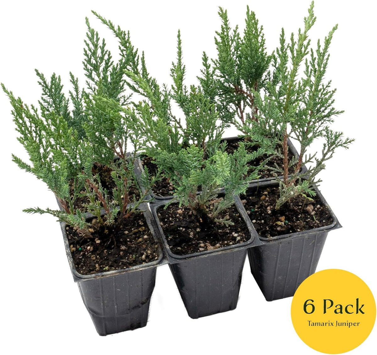 6 Tamarix Juniper in 3.5" Nursery Cubes | Juniperus Sabina ‘Tamariscifolia’ | Dense
