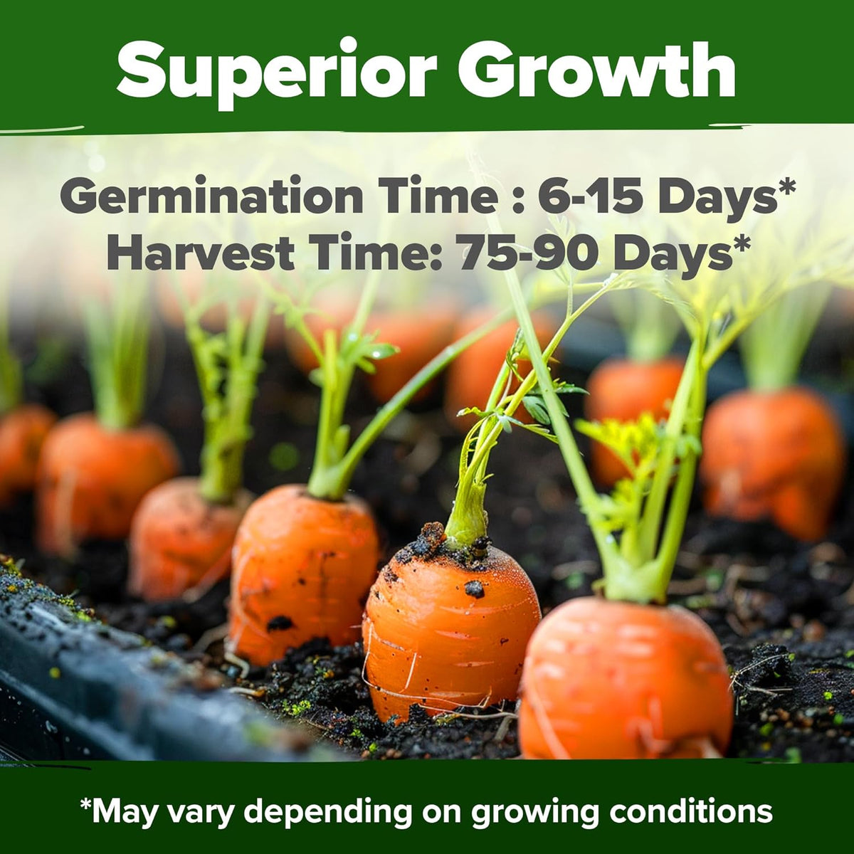 HOME GROWN Tendersweet Carrots Seeds 2 Pack - 6000 Non-GMO Heirloom Carrot Seeds for Planting