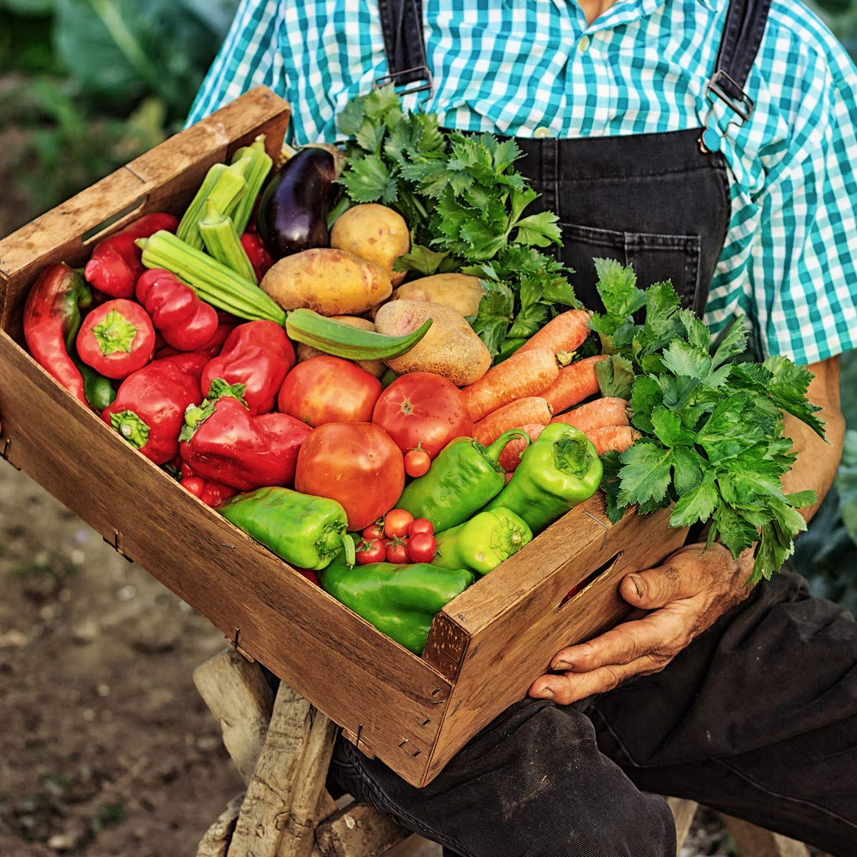 The Old Farmer's Almanac Organic Tomato & Vegetable Plant Food Fertilizer