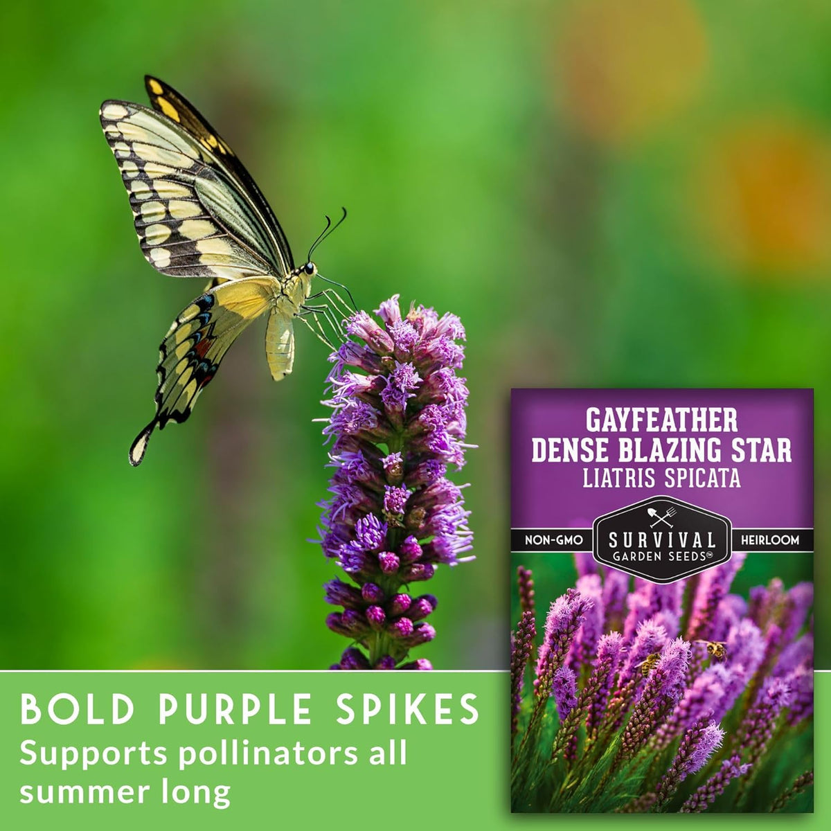 Survival Garden Seeds - Dense Blazing Star (Liatris spicata) | Gayfeather | Prairie Feather | North