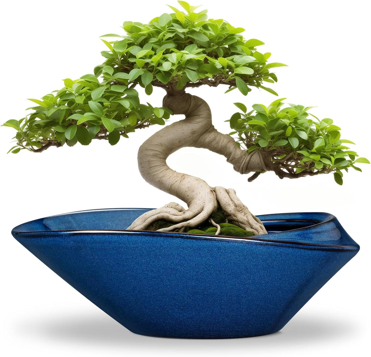 Bonsai Tree Pot - Ceramic Planter Pot with Drainage Hole 12 Inch Bonsai Pots Decorative Orchid