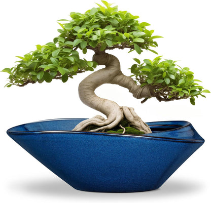 Bonsai Tree Pot - Ceramic Planter Pot with Drainage Hole 12 Inch Bonsai Pots Decorative Orchid