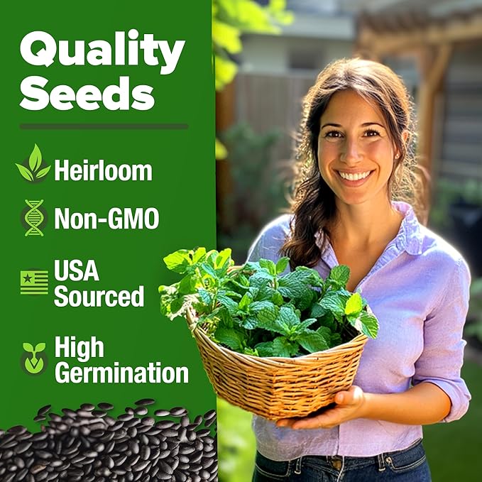 HOME GROWN 𝗨𝗦𝗔 𝗣𝗥𝗘𝗠𝗜𝗨𝗠 Peppermint Seeds Pack – 2,370 𝗡𝗢𝗡-𝗚𝗠𝗢 Heirloom Mint Seeds