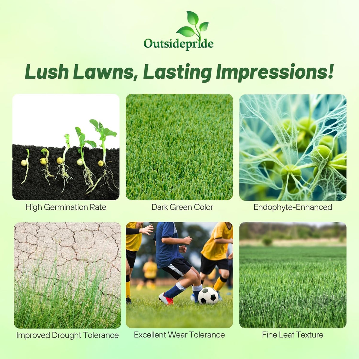 Outsidepride Fireball & Hattrick Rye Grass Seed Blend - 5 Lbs. Wear Tolerant, Fine Leaf Texture