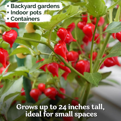 KVITER 50 Pimenta Biquinho, Sweety Drop Peppers Seeds (Capsicum Chinense) – Chupetinho, Pimenta de