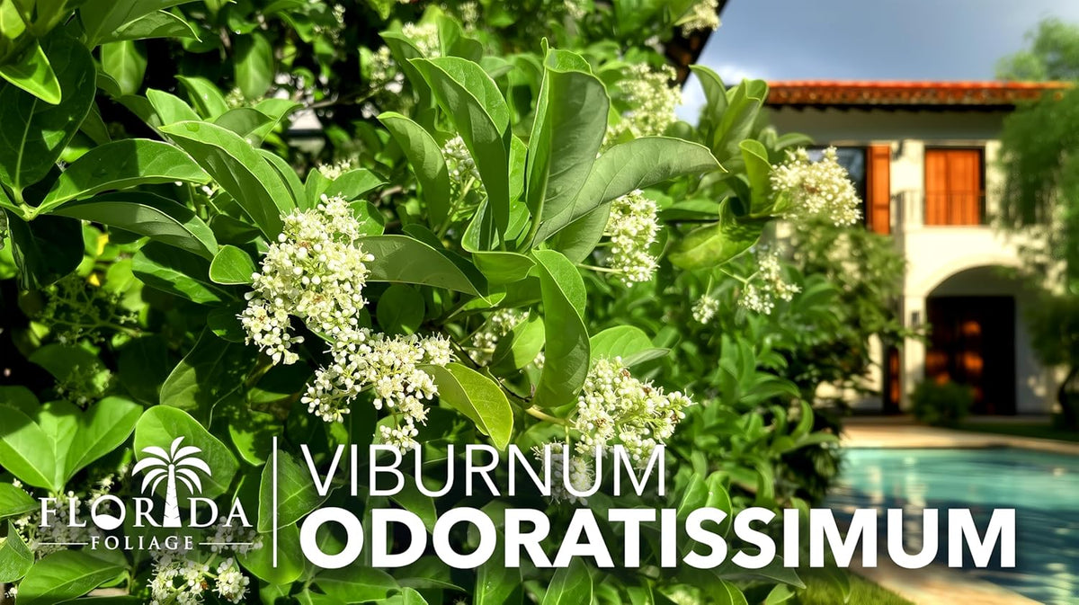 Viburnum Odoratissimum | 30 Live Plants | Viburnum odoratissimum | Fast Growing Privacy Hedge |