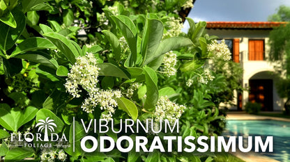 Viburnum Odoratissimum | 30 Live Plants | Viburnum odoratissimum | Fast Growing Privacy Hedge |