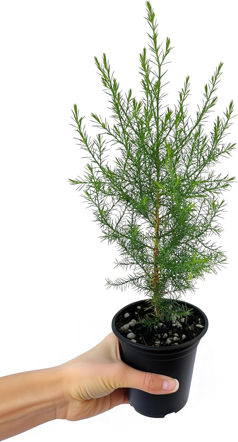 Southern Red Cedar | 10 Live 4 Inch Pots | Juniperus Virginiana Silicicola | Evergreen Privacy