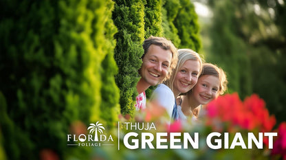 Thuja Green Giant | 50 Live Trees | Thuja standishii x plicata | Fast Growing Privacy Screen |