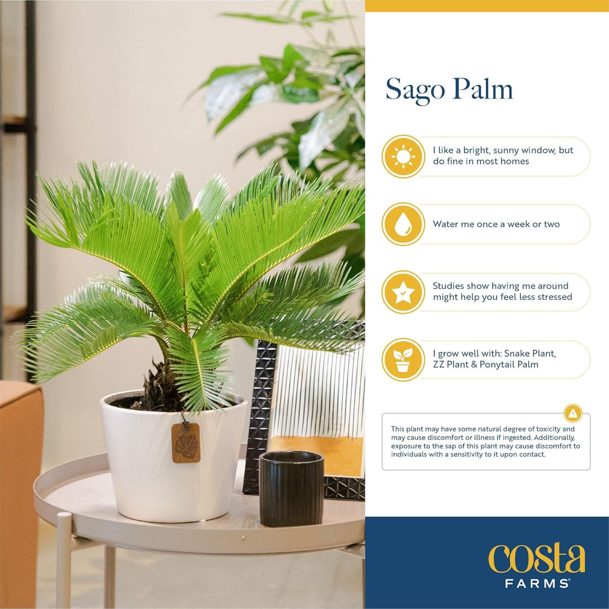 Costa Farms Sago Palm Live Plant | 2-3 Feet Tall | Easy to Grow Live Indoor Houseplant in 10-Inch
