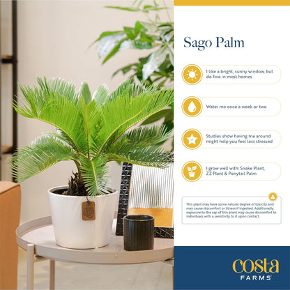 Costa Farms Sago Palm Live Plant | 2-3 Feet Tall | Easy to Grow Live Indoor Houseplant in 10-Inch