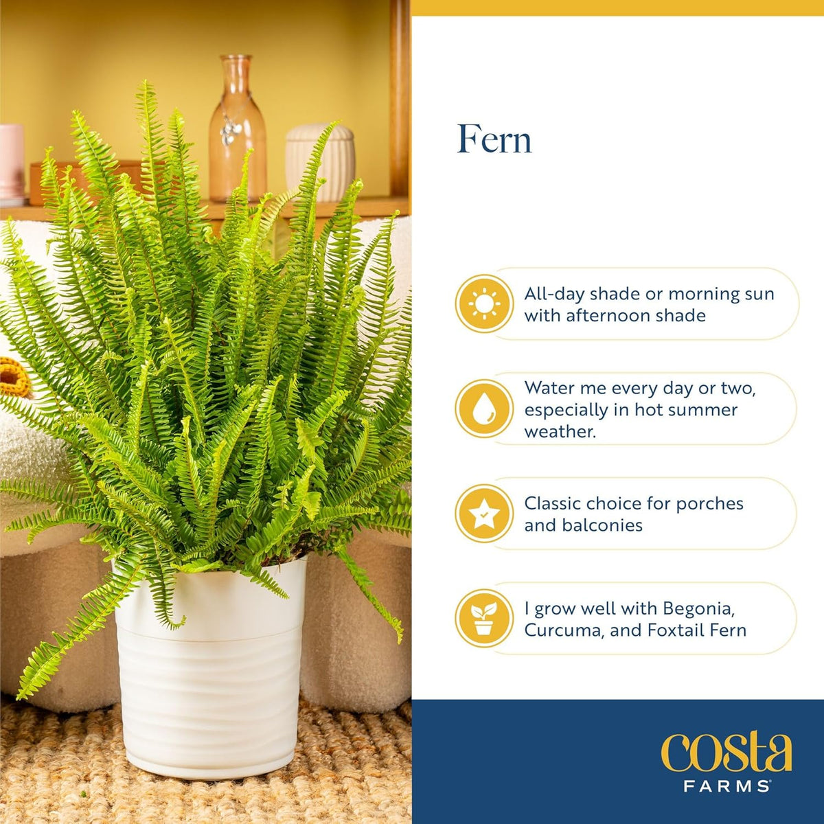 Costa Farms Kimberly Queen Fern Live Plant in Plastic Pot, Large Indoor & Outdoor Houseplant
