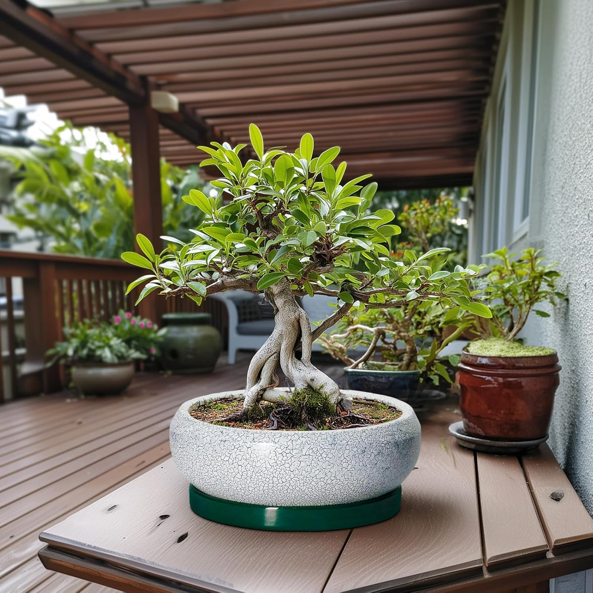 Bonsai Pots 13 Inch - Shallow Ceramic Planter with Drainage Hole and Saucer, Round Succulent Pots