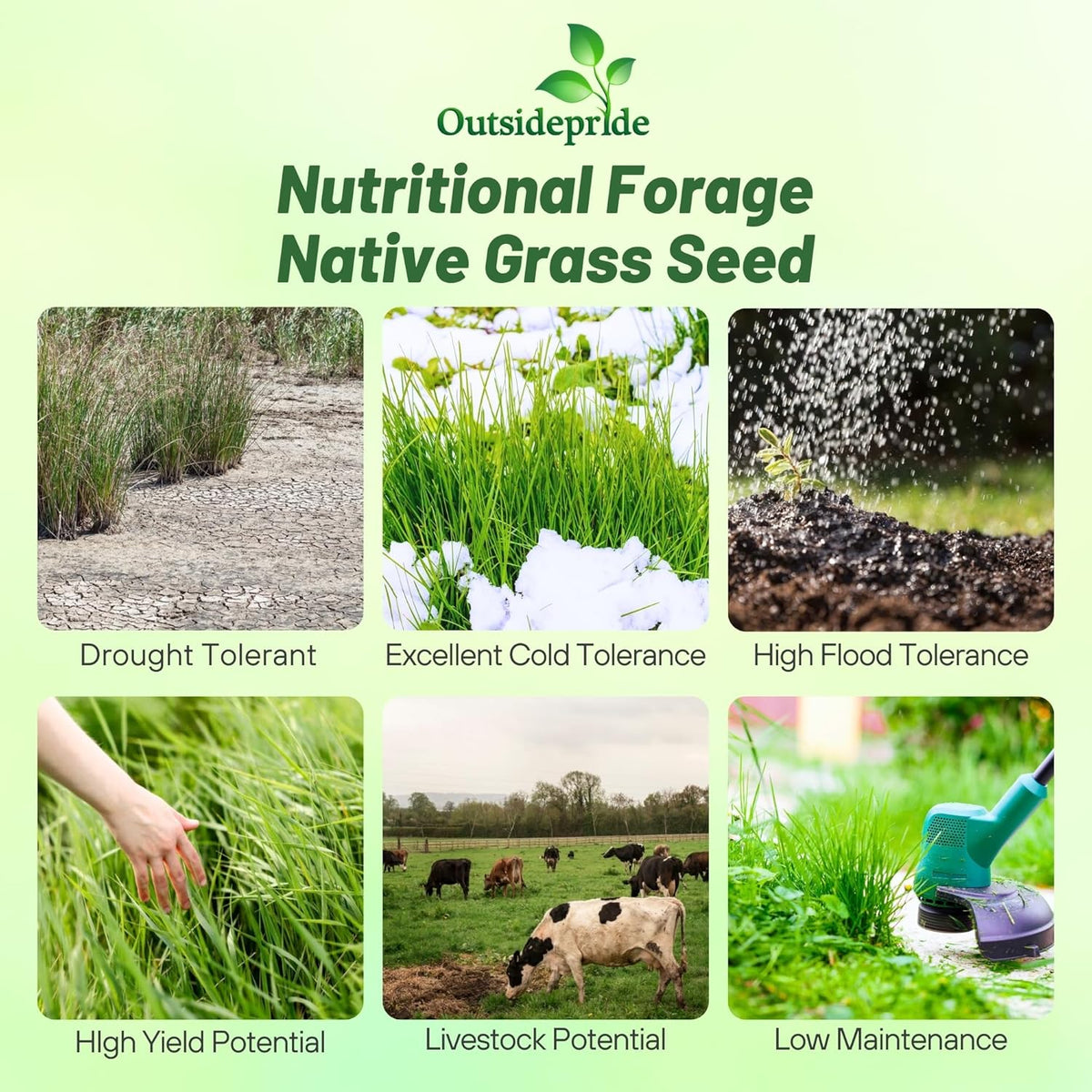 Outsidepride Switchgrass Seed - 25 lbs. Perennial Hardy, Drought & Flood Tolerant Native Grass Seed