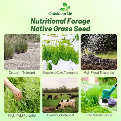 Outsidepride Switchgrass Seed - 25 lbs. Perennial Hardy, Drought & Flood Tolerant Native Grass Seed