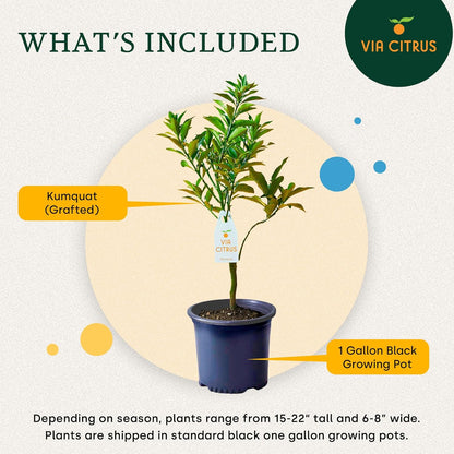 Grafted Kumquat Live Tree Plants Outdoor Plant 14-18" Tall - Sweet Kumquat Fruiting Tree Cannot