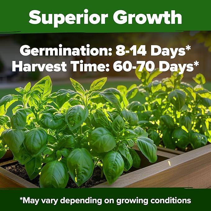 HOME GROWN 𝗨𝗦𝗔 𝗣𝗥𝗘𝗠𝗜𝗨𝗠 Italian Basil Seeds Bulk Pack 1,424 Sweet Large Leaf Basil Seeds