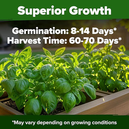 HOME GROWN 𝗨𝗦𝗔 𝗣𝗥𝗘𝗠𝗜𝗨𝗠 Italian Basil Seeds Bulk Pack 1,424 Sweet Large Leaf Basil Seeds