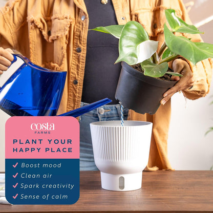 Costa Farms Philodendron White Knight, Rare Unique Live Indoor Plant in 6-Inch Self-Watering