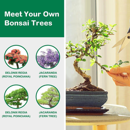 Bonsai Tree Kit, Complete Bonzai Tree Starter Kits with Tools, Unique DIY Gardening Gifts for Mom