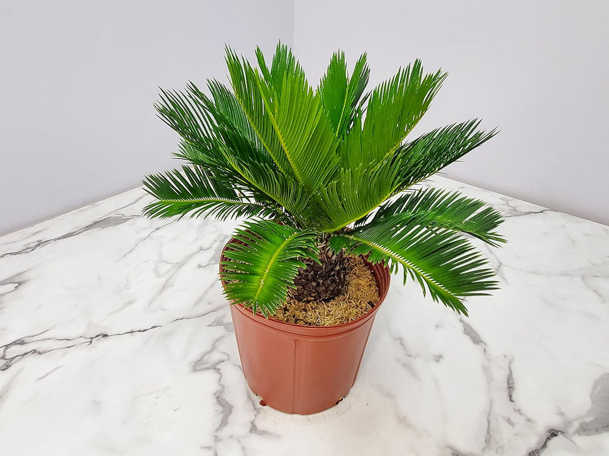 Sago Palm Tree - Cycas Revoluta - Overall Height 16" to 22" - Tropical Plants of Florida (Plant