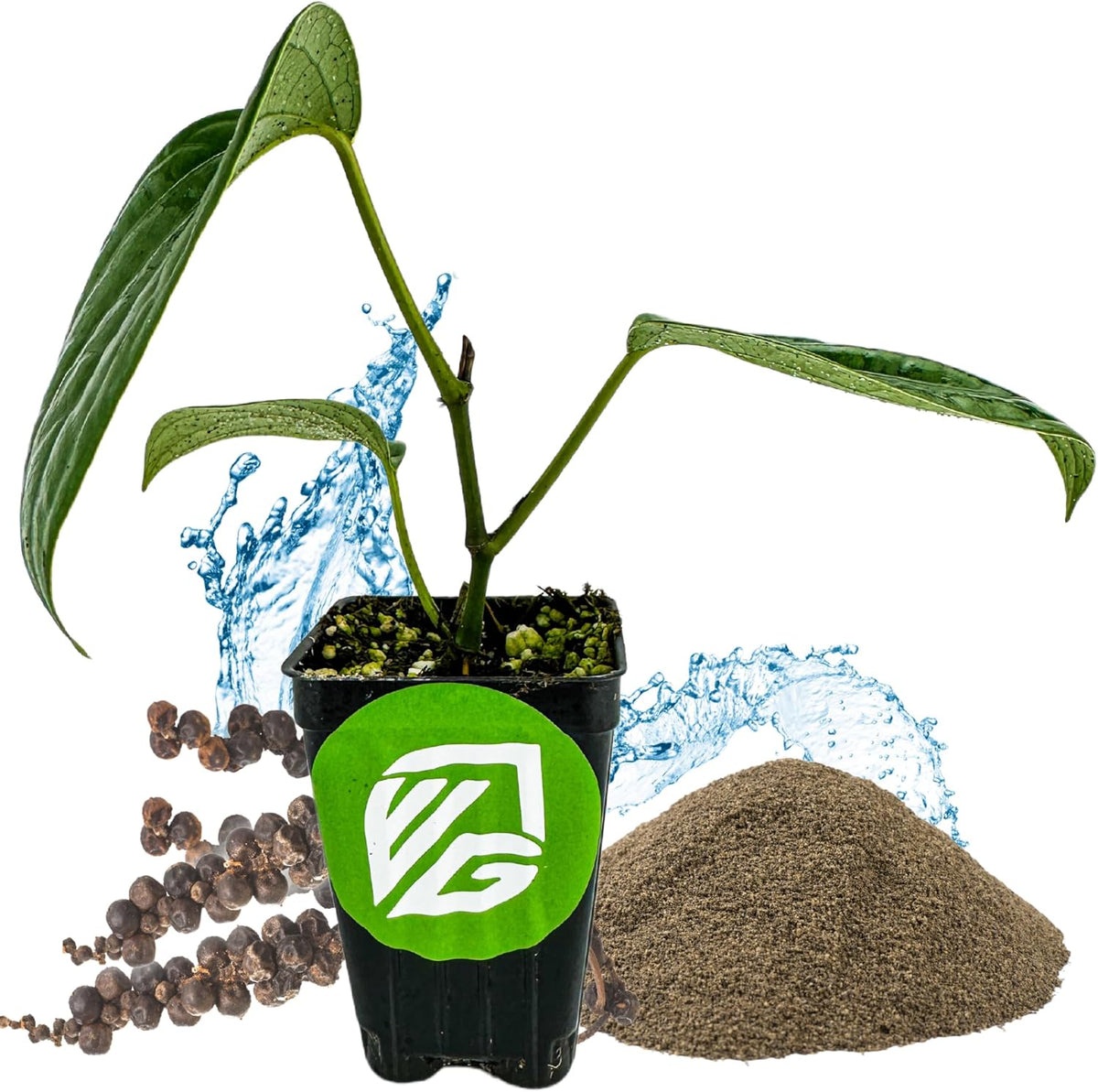 Black Pepper - Piper nigrum - Wellspring Gardens Starter Plant, Live Peppercorn Tree, Herb for