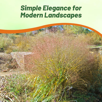 Outsidepride Sand Love Grass Seeds - 5,000 Pcs. Perennial, Easy to Grow, Drought-Tolerant, Tall